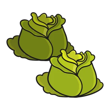 Cabbage