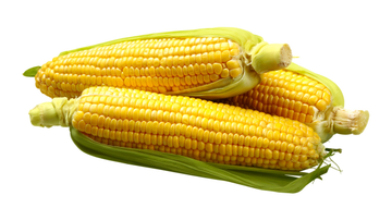 jagung-360-1742880291728.webp