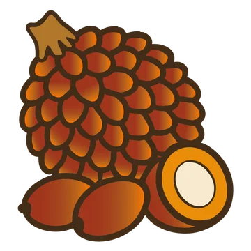 Oil Palm