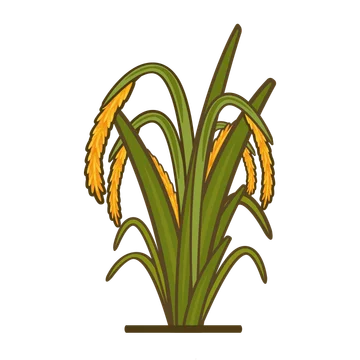 Rice Plants