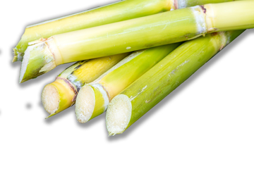 Sugar Cane